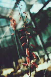 Close-up of red berries growing on tree