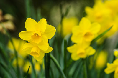 Close-up of yellow flowering plant