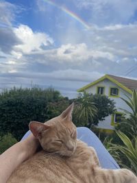cat