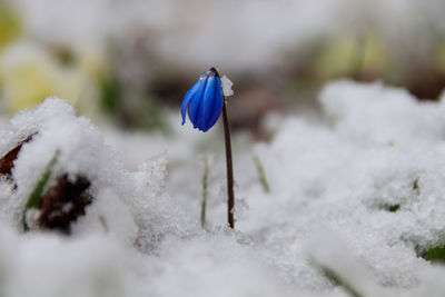 Close-up of frozen purple flower