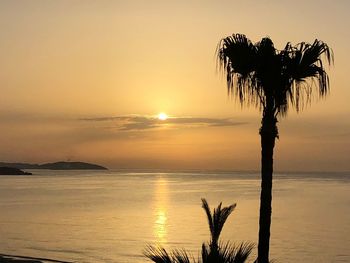 Silhouette palm trees on beach against sky during sunset