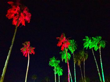 Close-up of red flowers at night