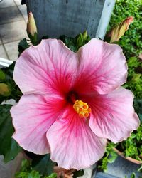 Close-up of hibiscus blooming outdoors