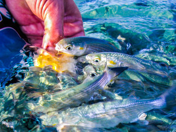 Close-up of fish in water