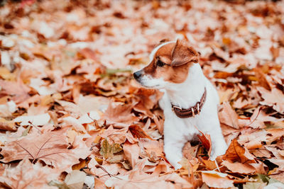 Beautiful black labrador sitting outdoors on brown leaves background, wearing a grey scarf. autumn 