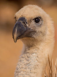 Close-up of a bird looking away