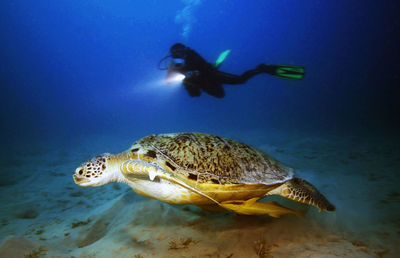 Man swimming by turtle in sea