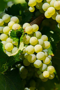 Close-up of grapes growing outdoors