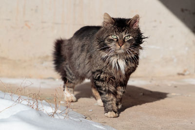Portrait of tabby cat on field