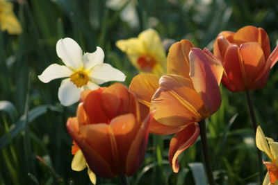 Close-up of flowers blooming outdoors