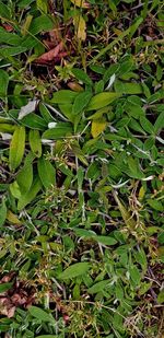 High angle view of leaves on field