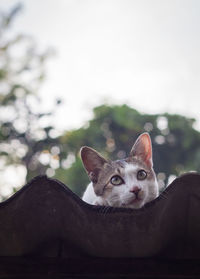 Close-up portrait of cat