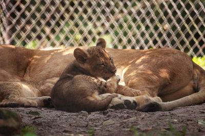 Baby african lion cub panthera leo nursing from its mother lioness.