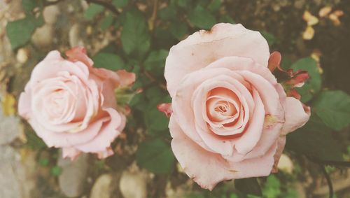 Close-up of pink rose