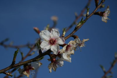 Close-up of cherry blossoms against sky