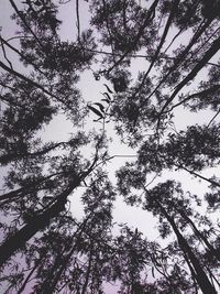 Low angle view of trees against sky