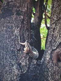 Lizard on tree trunk in forest