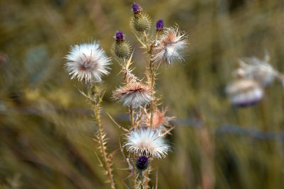 Close-up of dandelion flower on field