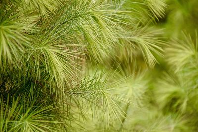 Close-up of palm tree