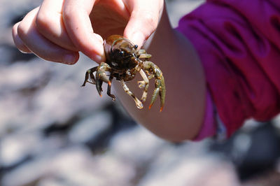 Close-up of hand holding crayfish 