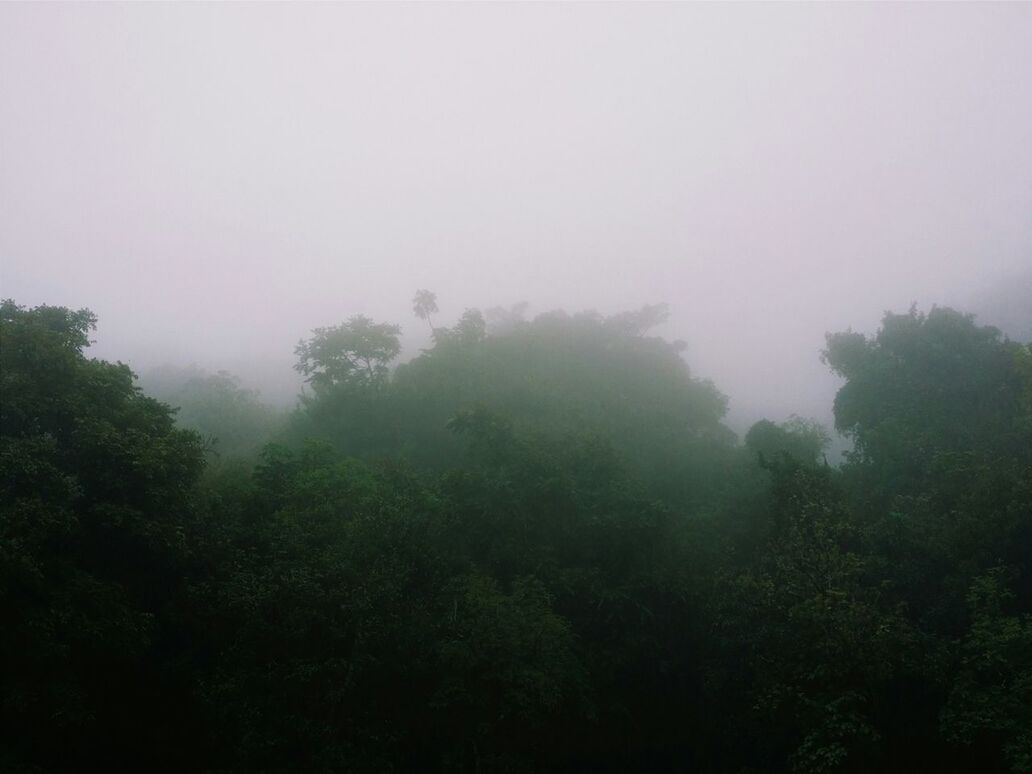 Tantalus Arboretum Trail