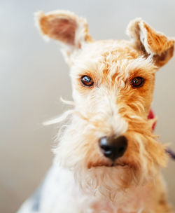 Close-up portrait of dog sticking out tongue
