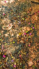 High angle view of maple leaves on plant