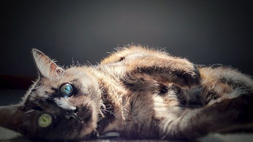 Close-up portrait of a cat