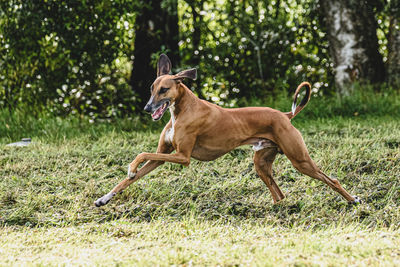 Portrait of dogs on field