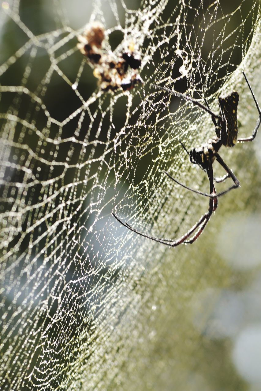 CLOSE-UP OF SPIDER WEB