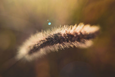 Close-up of dandelion flower