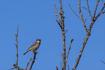 Low angle view of bird perching on tree against clear blue sky