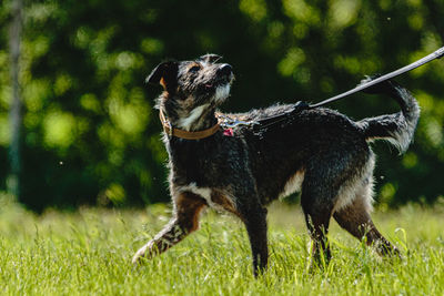 Dog running in