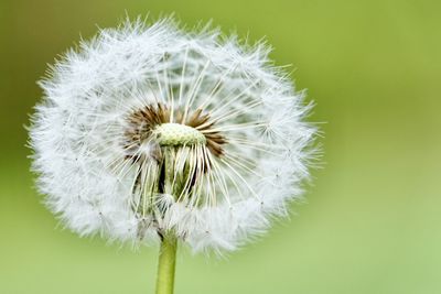 Close-up of white dandelion flower