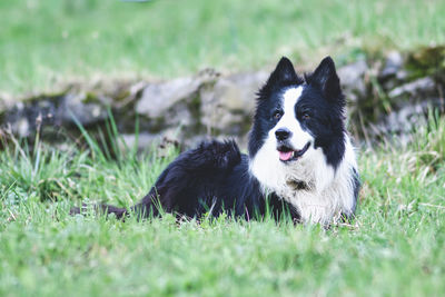 pet