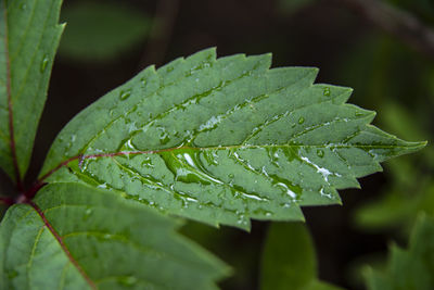 Close-up of raindrops on leaves