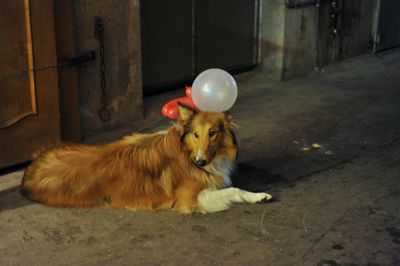 Dog resting on street