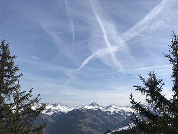 Low angle view of trees against sky