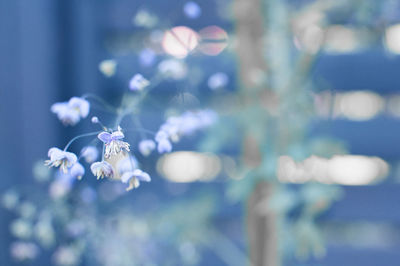 Purple flowers blooming in garden