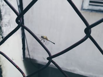 High angle view of dragonfly on chainlink fence