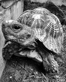 Close-up of tortoise