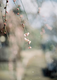 Close-up of pink flowers and buds on twig