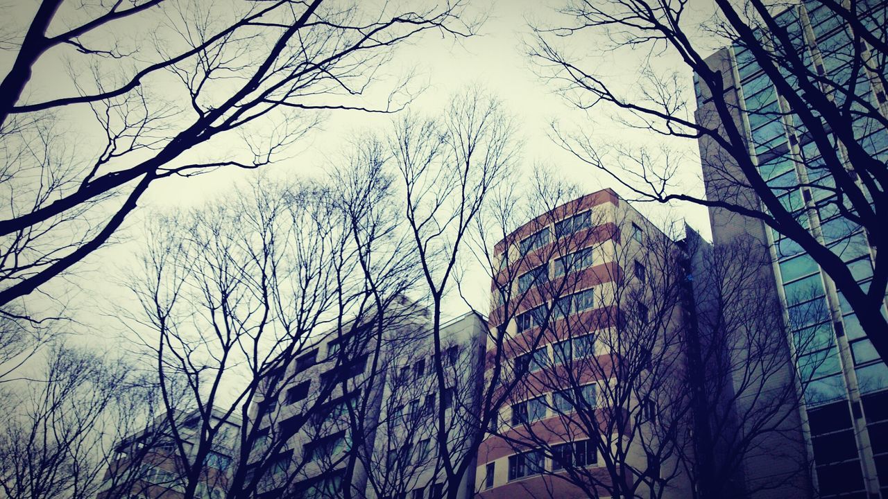 low angle view, bare tree, building exterior, tree, architecture, built structure, branch, sky, city, day, outdoors, building, tall - high, no people, tower, art and craft, religion, text, skyscraper, art