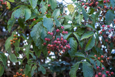 Close-up of berries growing on tree