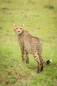 View of a cat on field