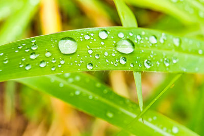 Close-up of raindrops on green leaves