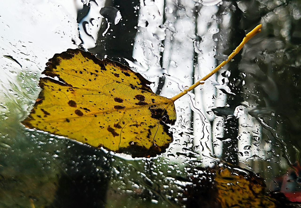 CLOSE-UP OF RAINDROPS ON YELLOW LEAVES