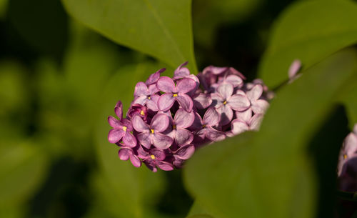 Close-up of pink flowering plant