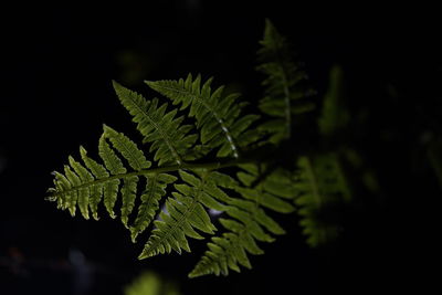 Close-up of leaves on tree at night