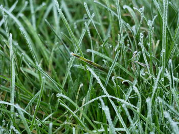 Close-up of wet grass on field